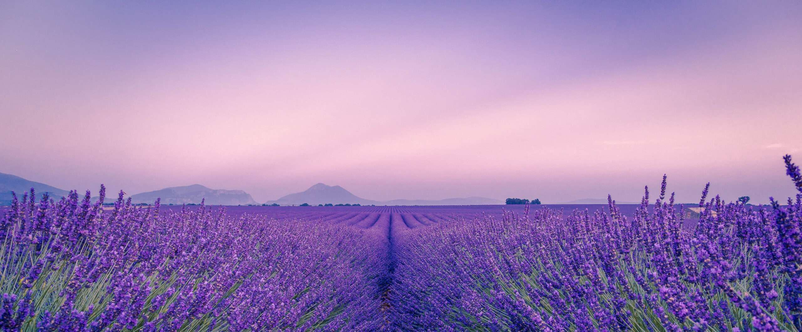 vải lavender mua ở đâu