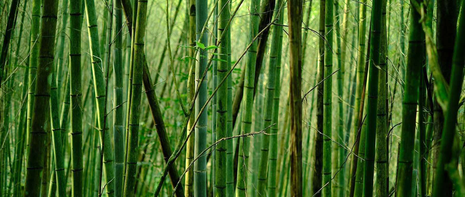 vải bamboo poly
