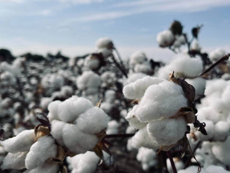 what is cotton