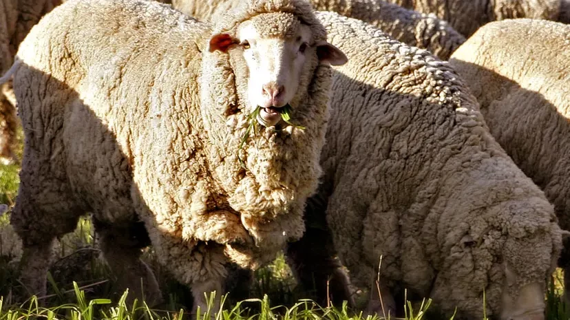cừu merino